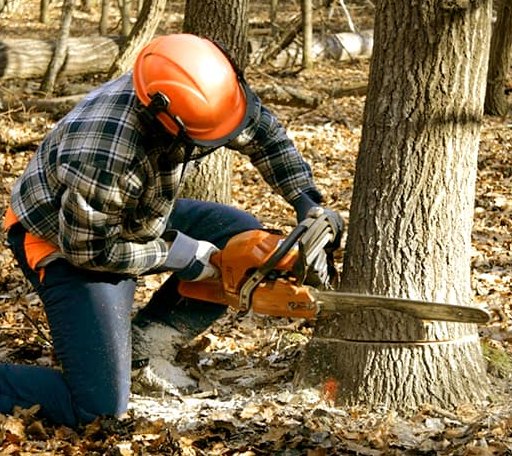 Tree Removal in Jacksonville, IL